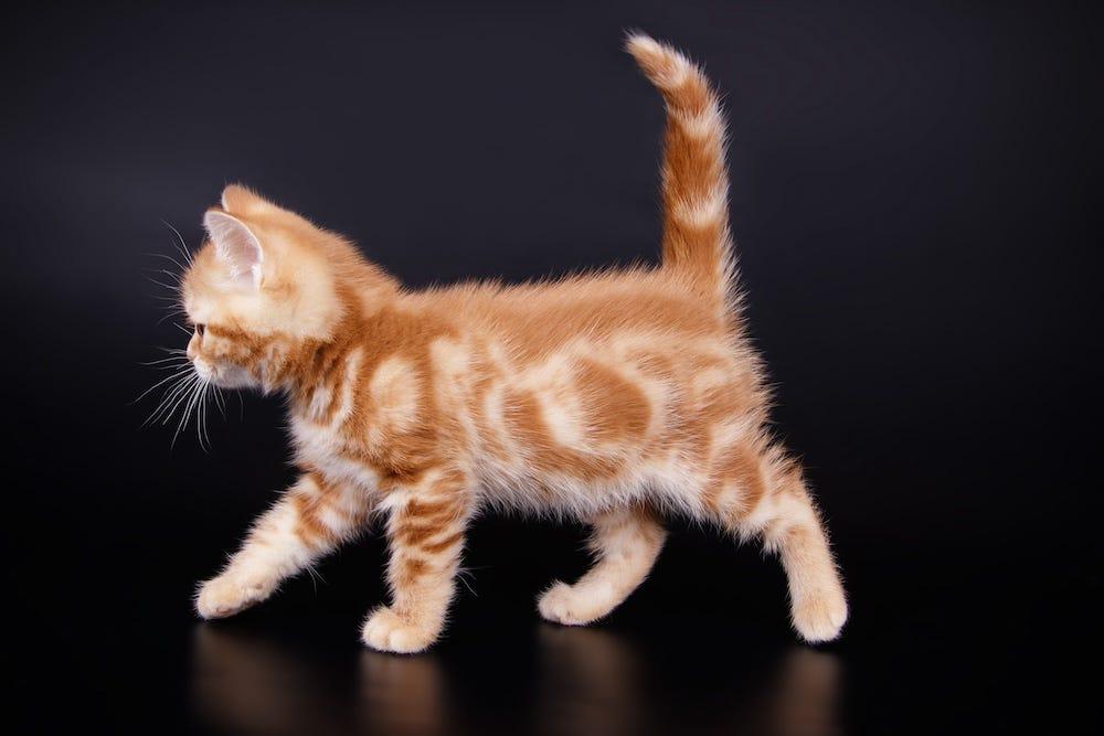 classic orange tabby kitten