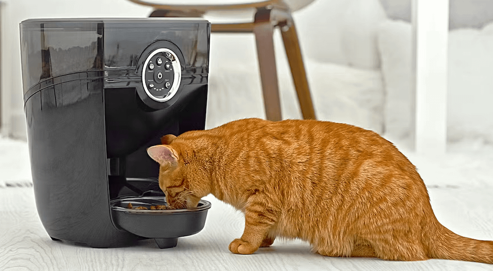 orange tabby cat eating from Feeder-Robot