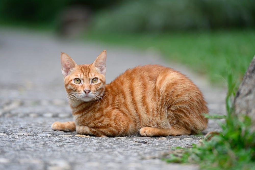 Light Ginger Tabby Cat Light Ginger Tabby Cat