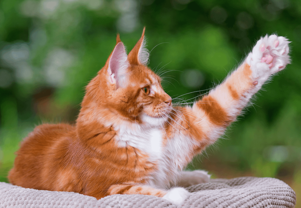 Maine Coon orange tabby cat