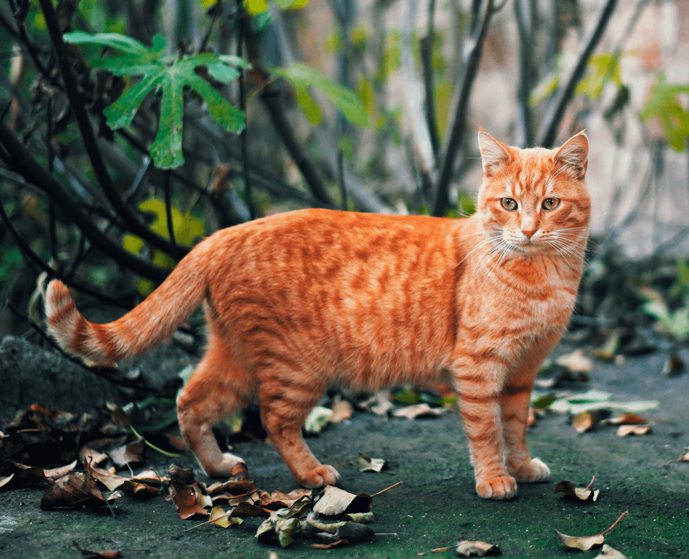 Orange shops striped cat