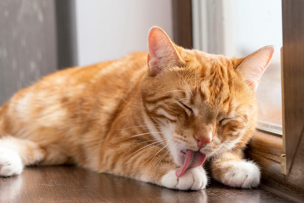 orange tabby cat licking paw