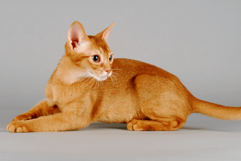 ticked short hair orange tabby Abyssinian cat