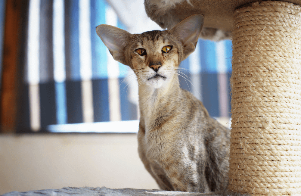 Oriental Shorthair next to cat tree