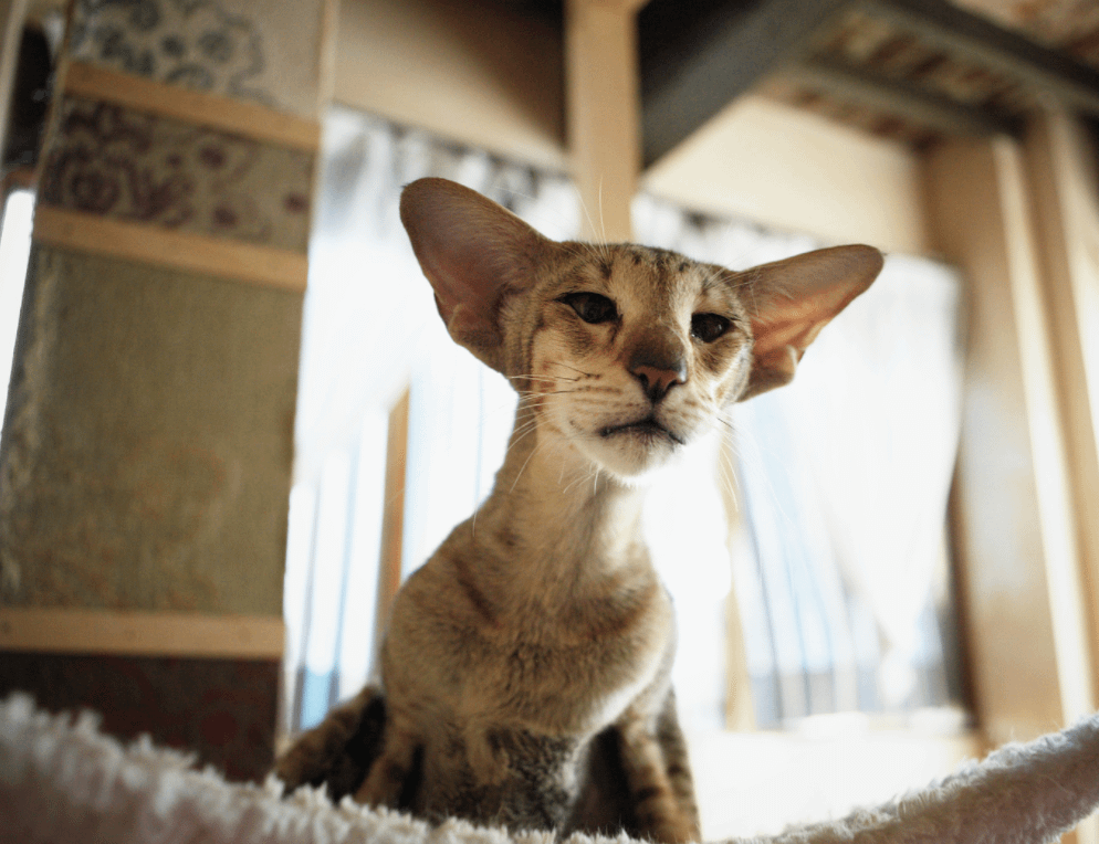 Oriental Shorthair cat