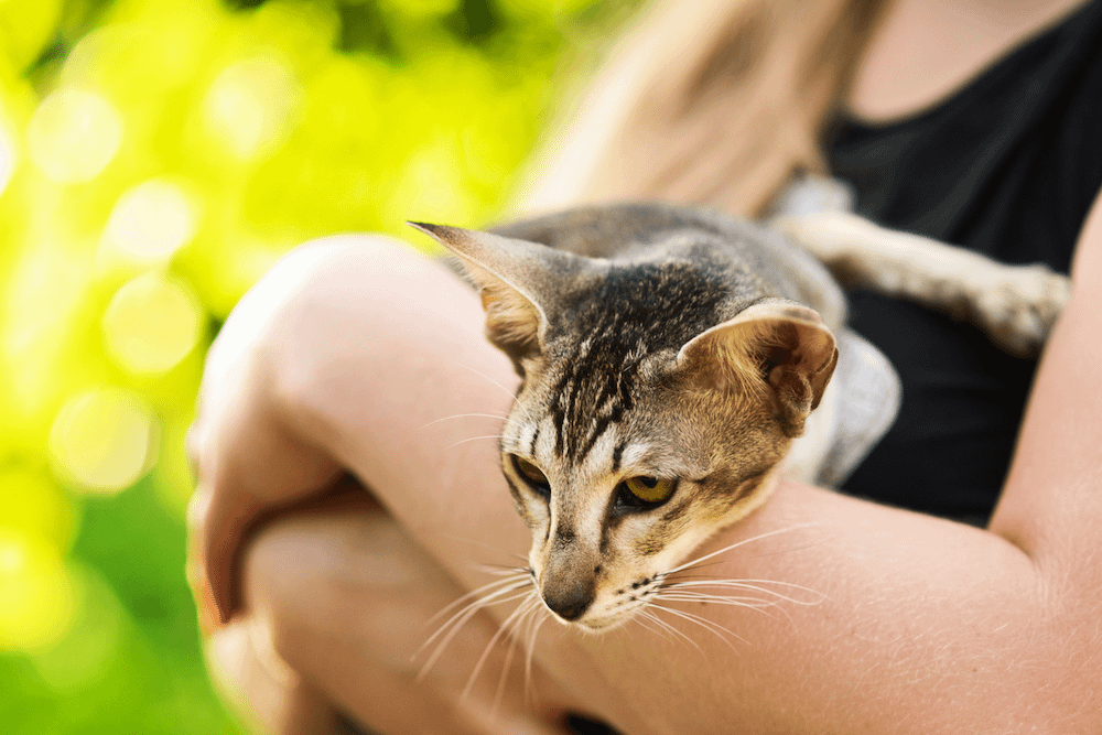 Oriental Shorthair in woman's arms - friendliest cat breeds
