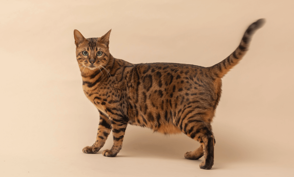 overweight Bengal cat