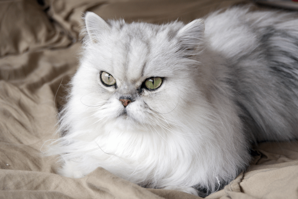 Persian cat - friendliest cat breeds