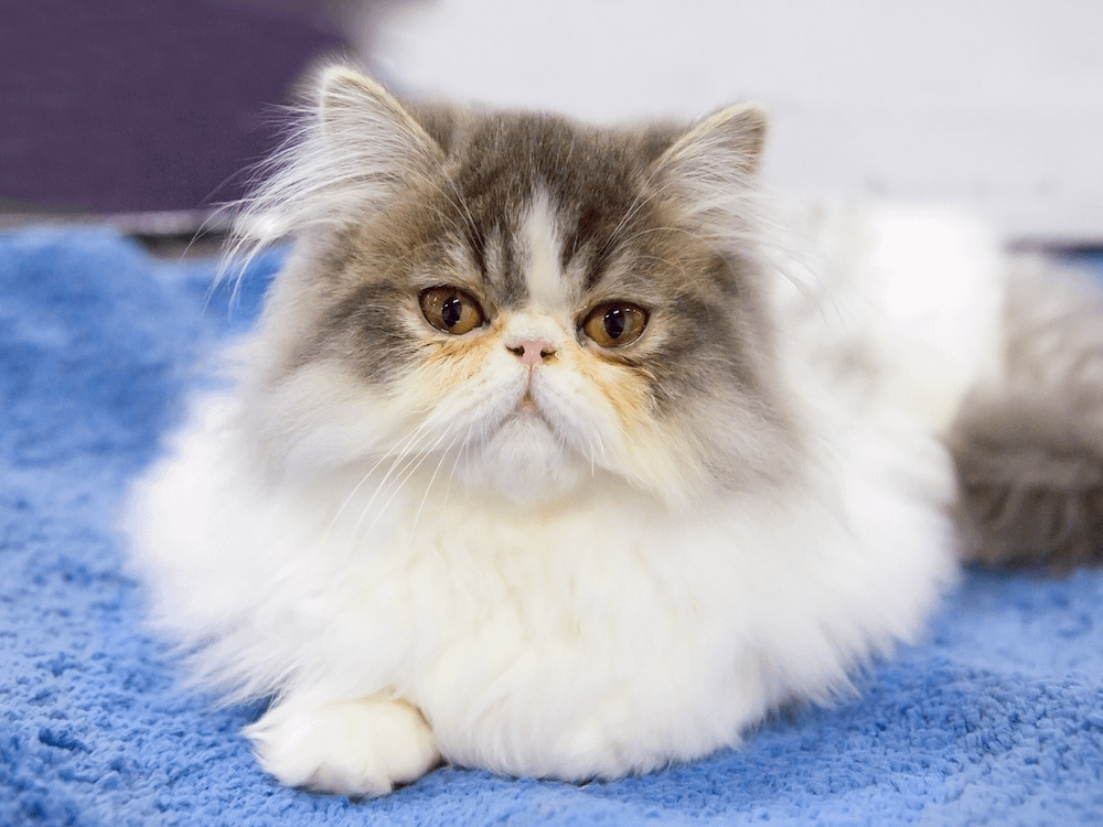 white and brown tabby Persian cat with tear staining
