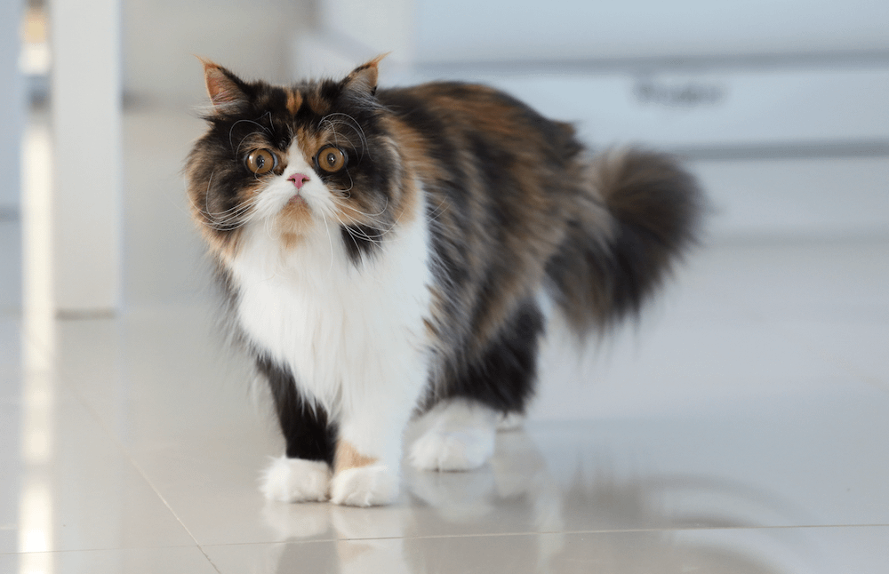 bicolor calico Persian cat walking