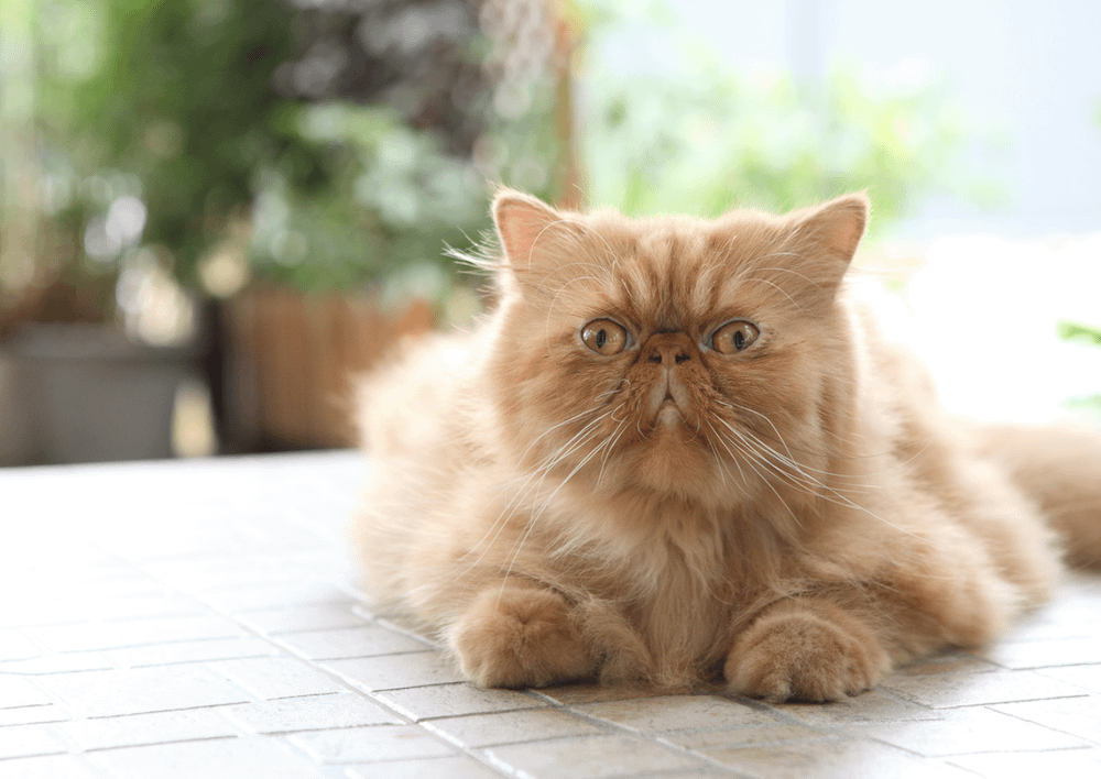 orange tabby Persian cat