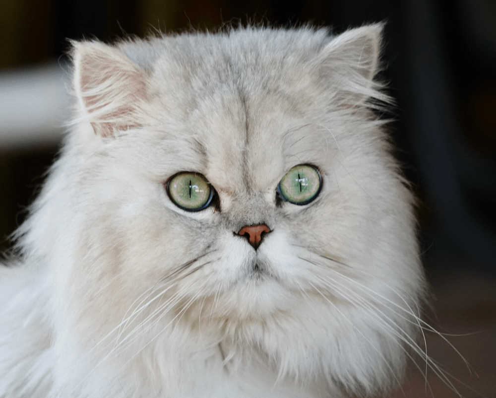 white Persian cat