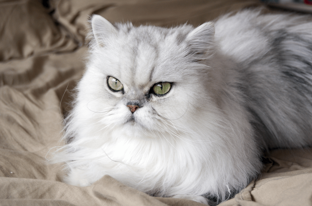 purebred Persian cat