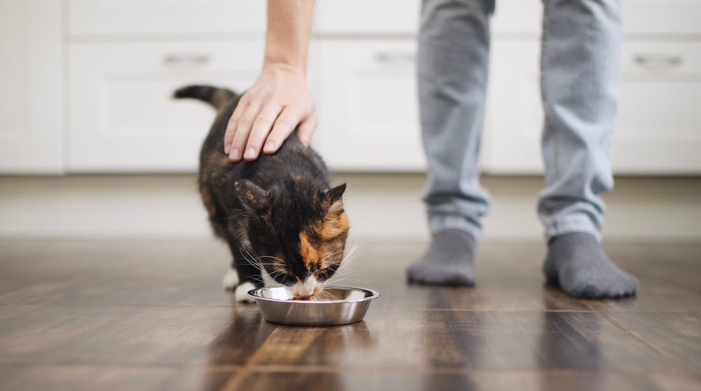 pet sitter petting cat that is eating