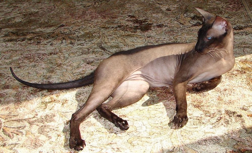 Peterbald cat lying on side