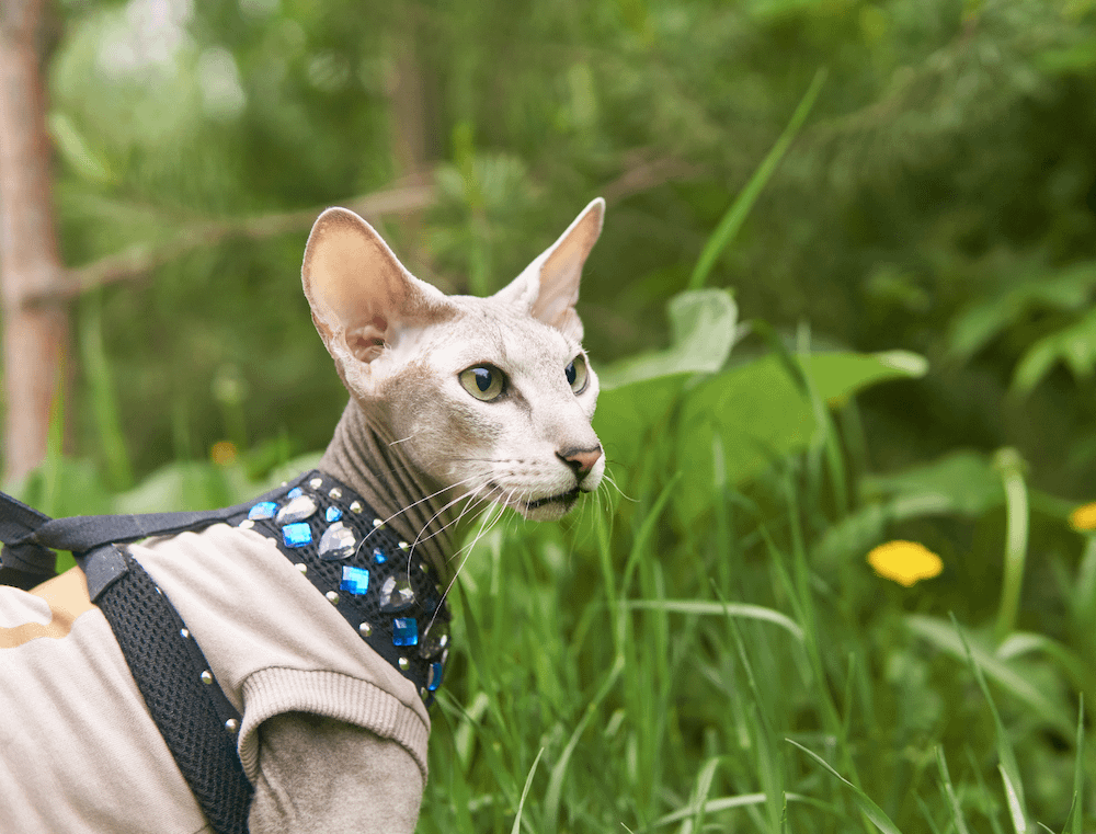 Peterbald cat on leash outside