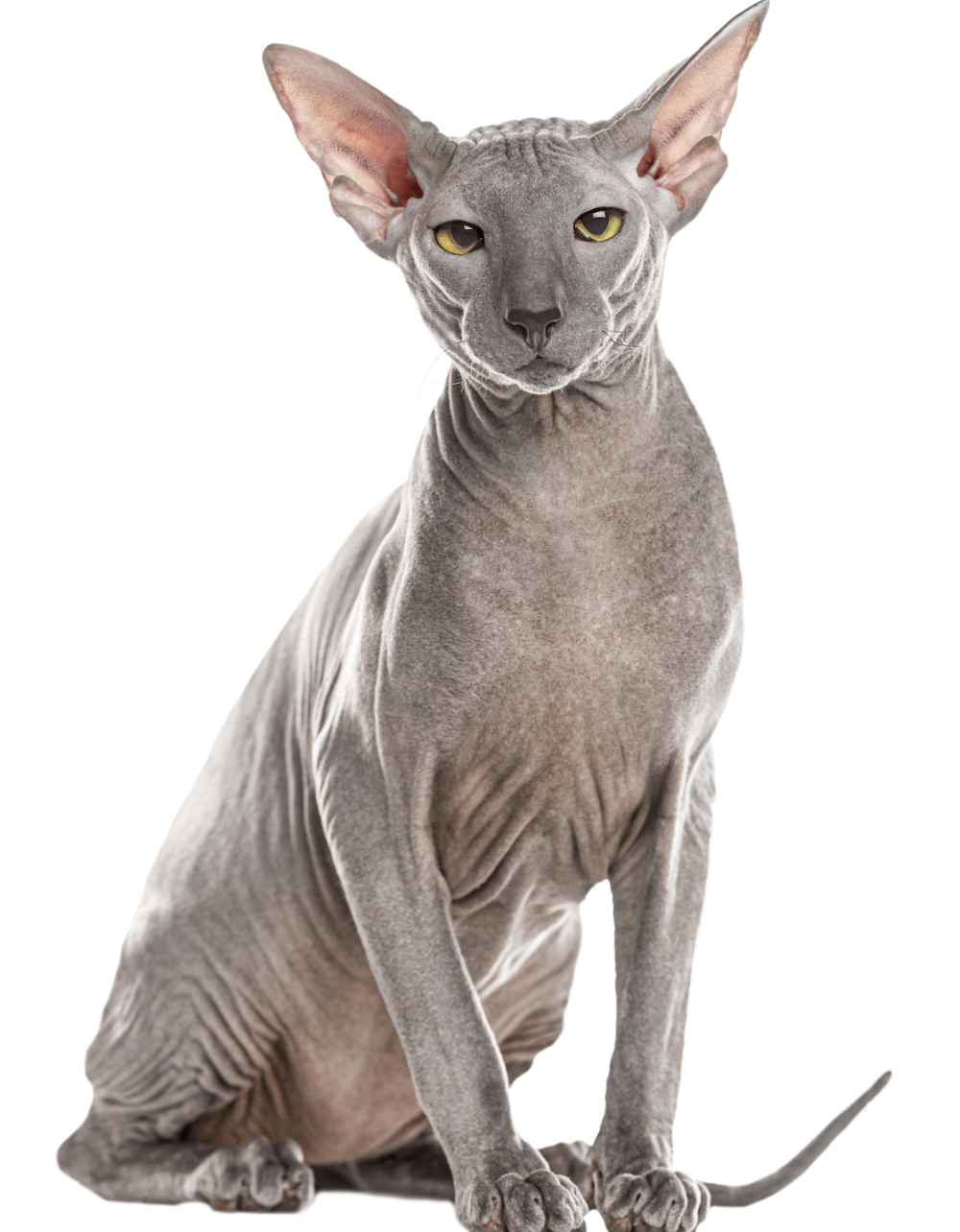 hairless Peterbald cat