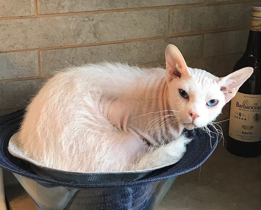 Peterbald cat curled up in bowl