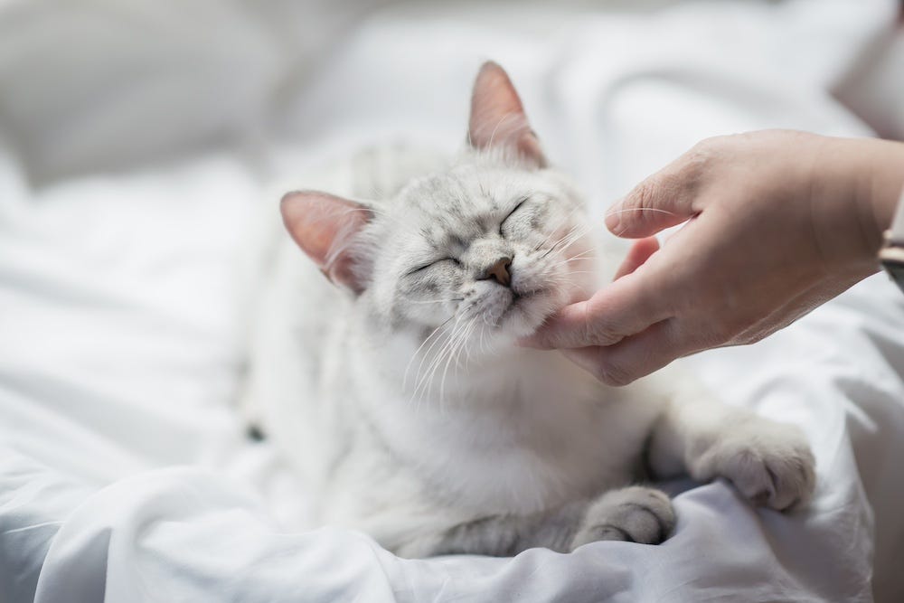 woman petting cat chin