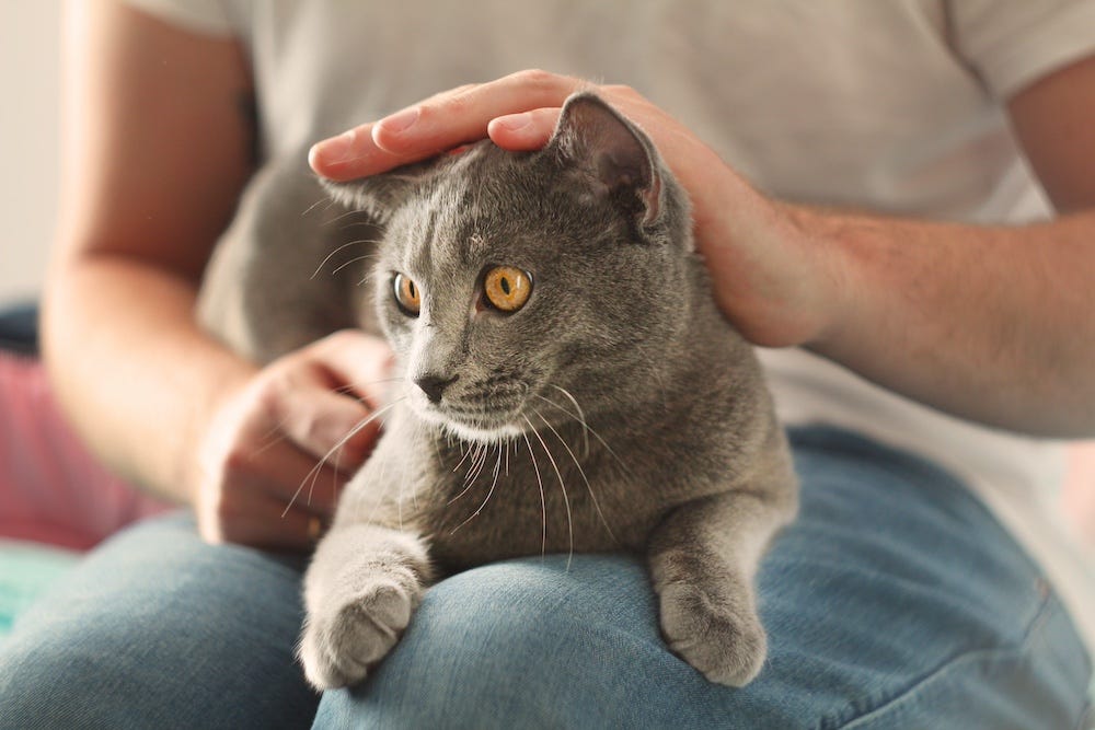 man petting cat head and back