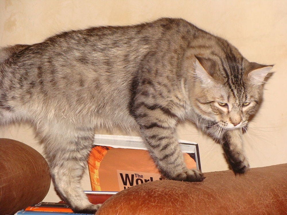 Pixie-bob cat with primordial pouch