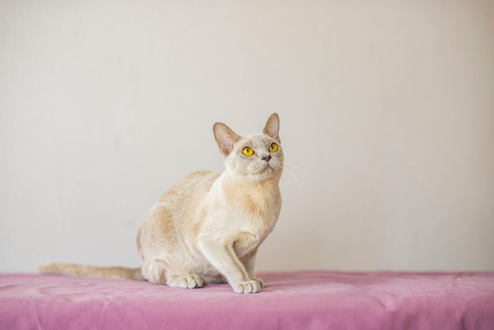 platinum burmese cat
