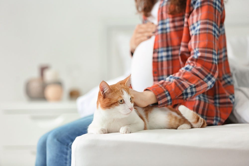 orange tabby cat sitting with pregnant woman