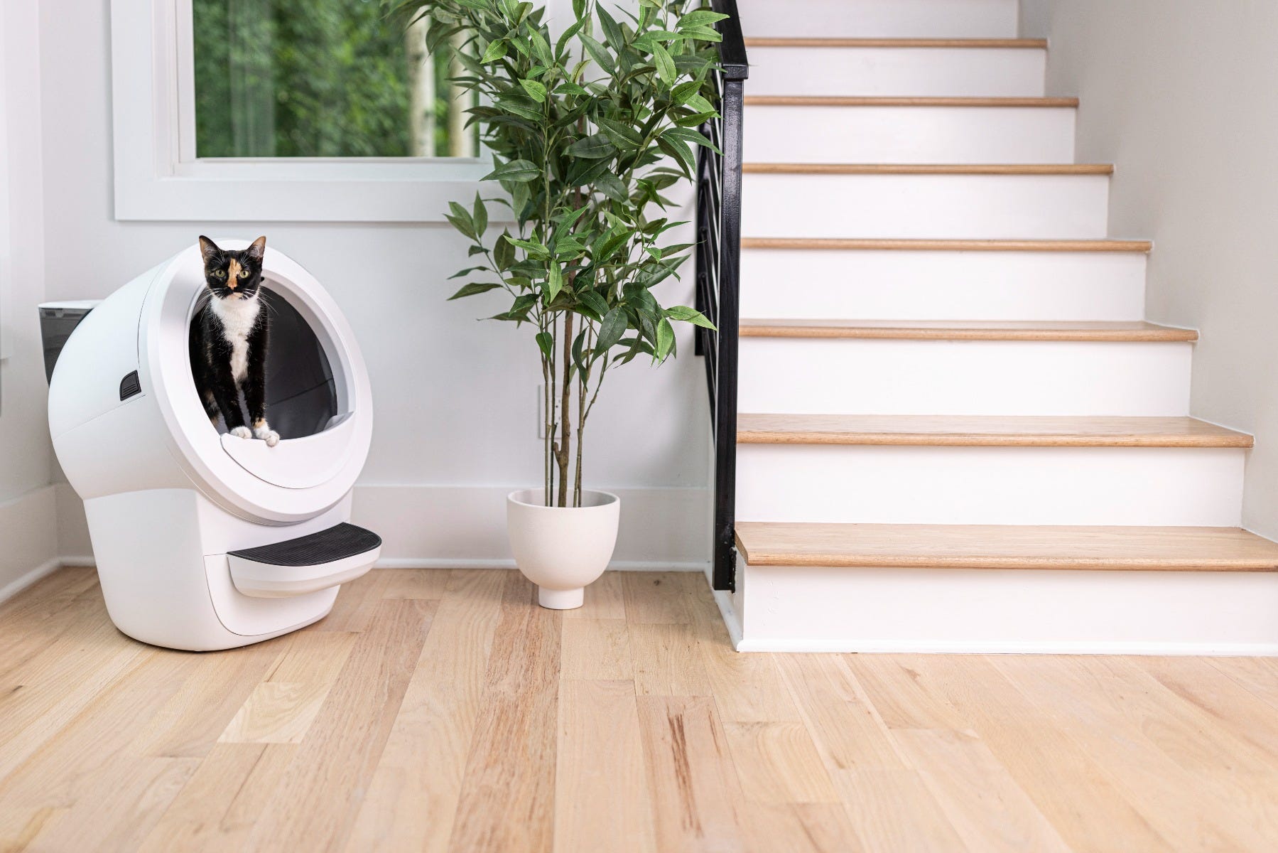 tabby cat using Litter-Robot 4 with litter box accessories