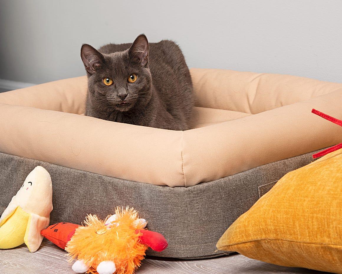 Memory Foam Cat Bed Litter Robot