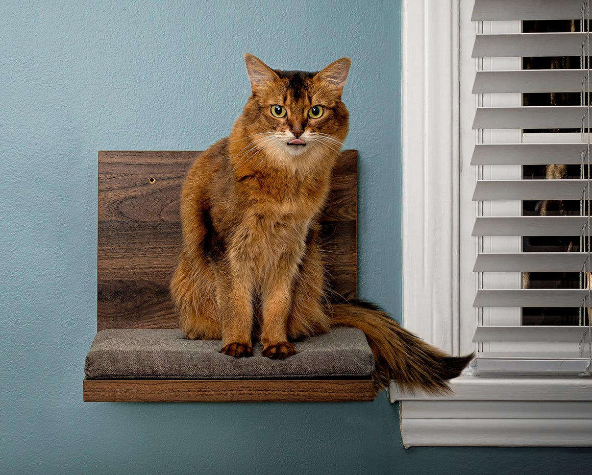 Brown cat sitting on the cat shelf