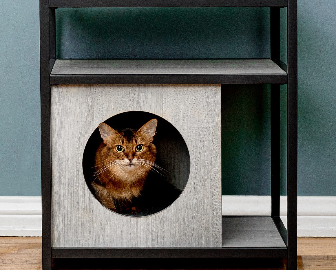 two cats on Cat Pyramid