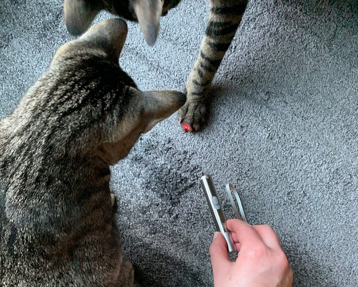 Cat trying to catch the red dot