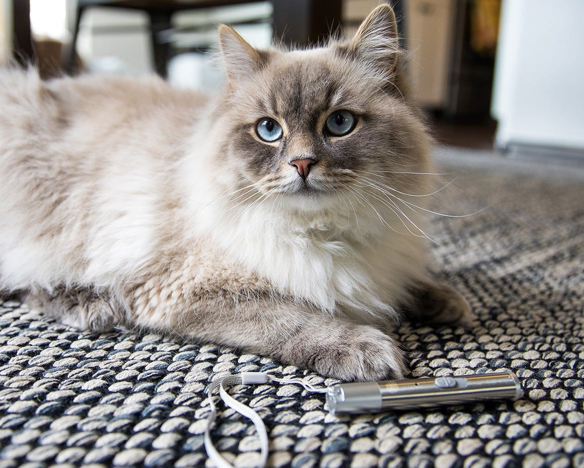 Cat laying down near laser pointer