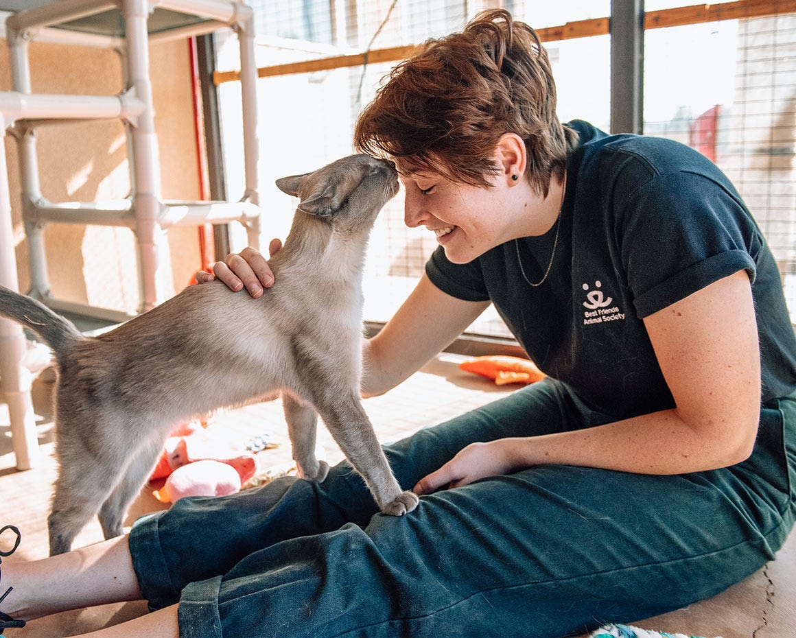 rescue cat saved by Best Friends Animal Society