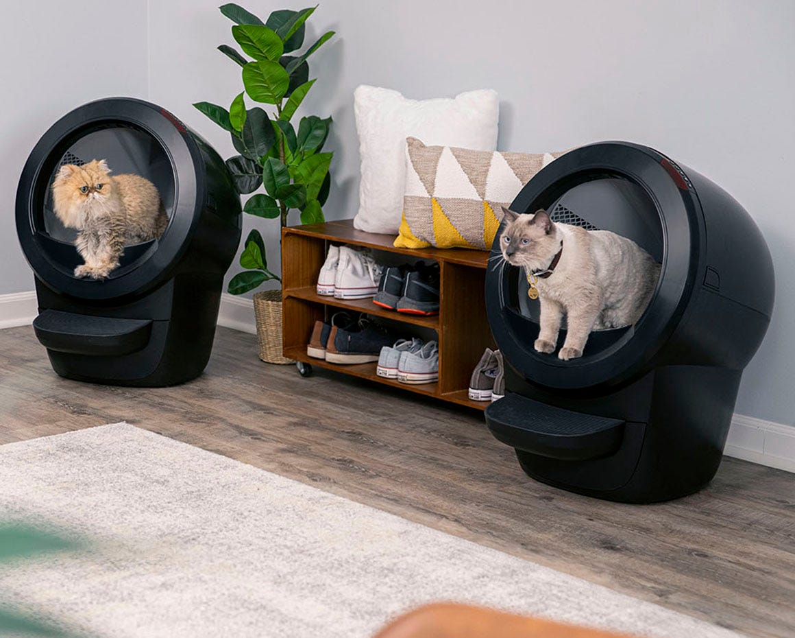 two cats using two Litter-Robot 4s