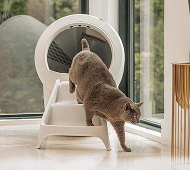 grey cat exiting Litter-Robot 4 ramp