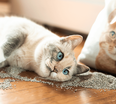 cat with blue eyes lying on all-natural cat litter