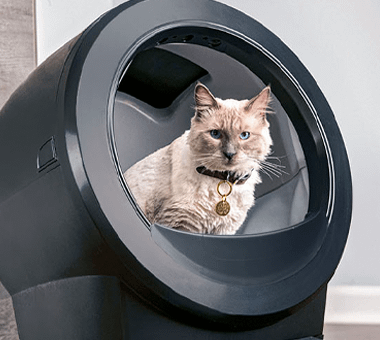 cat with collar using Litter-Robot 4 with fence
