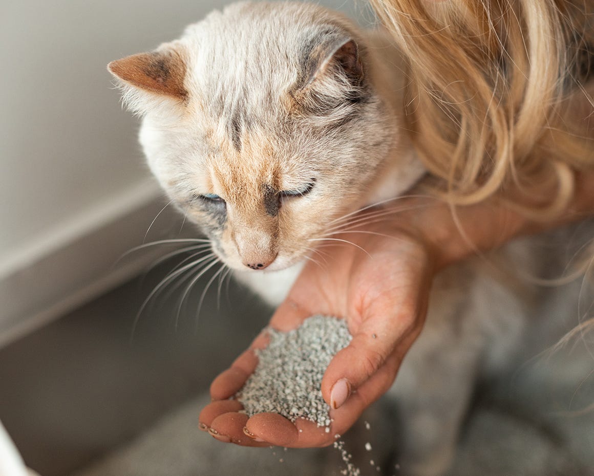 Woman holding some cat litter in her hand near a grey cat