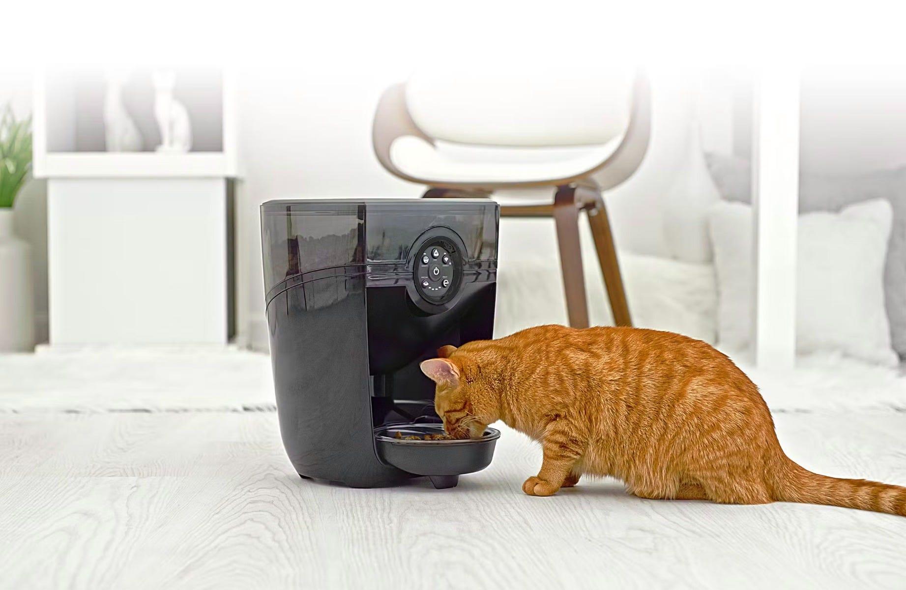 Orange cat eating from a Feeder-Robot
