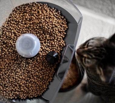 Feeder Robot cat food dispenser with lid removed showing capacity