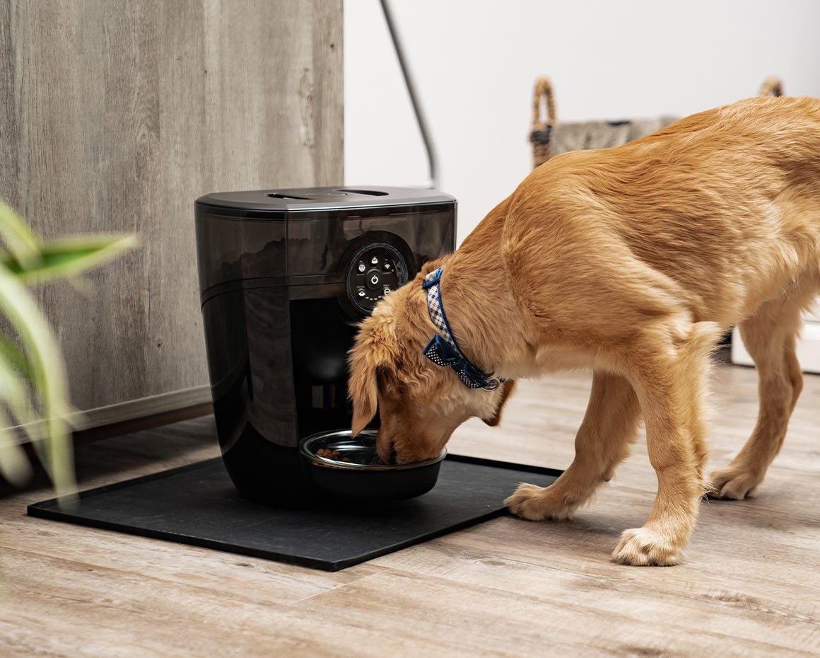 dog eating from Feeder-Robot