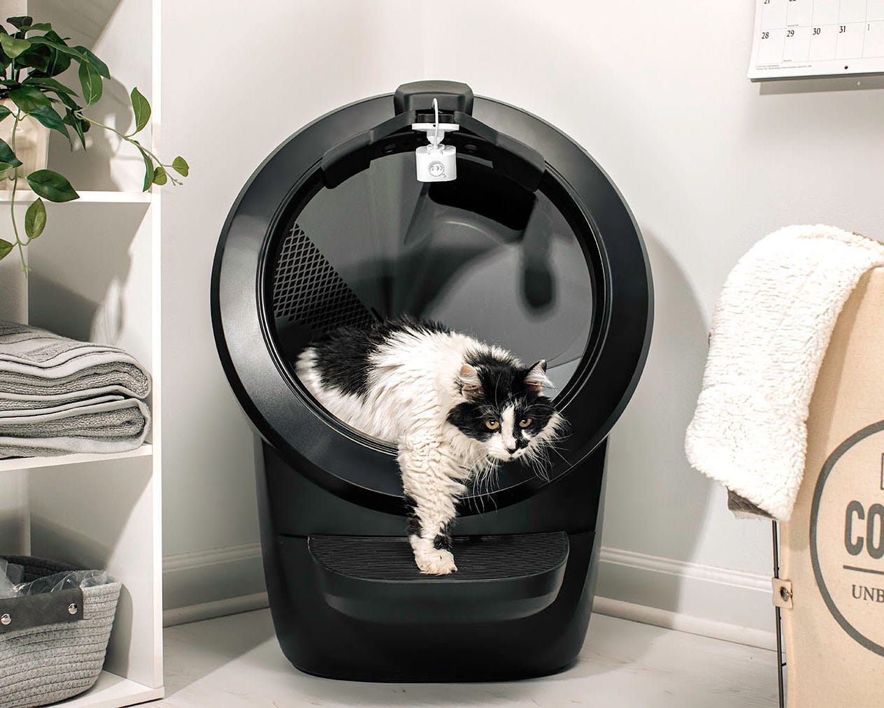 Black and white cat stepping out of Litter-Robot 4