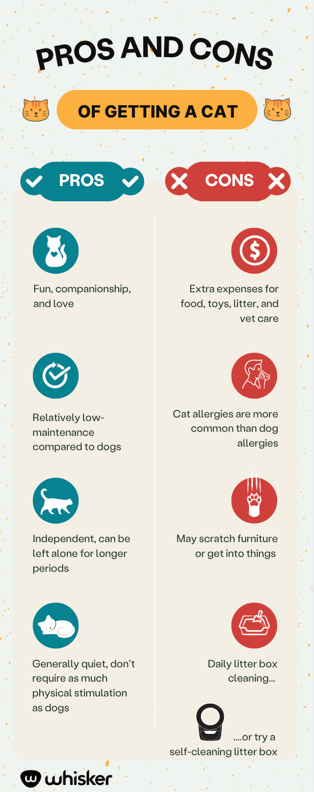 Pros and cons of getting a cat when you have a dog infographic