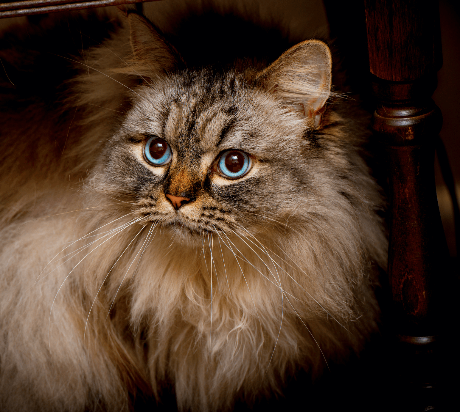 Ragamuffin cat