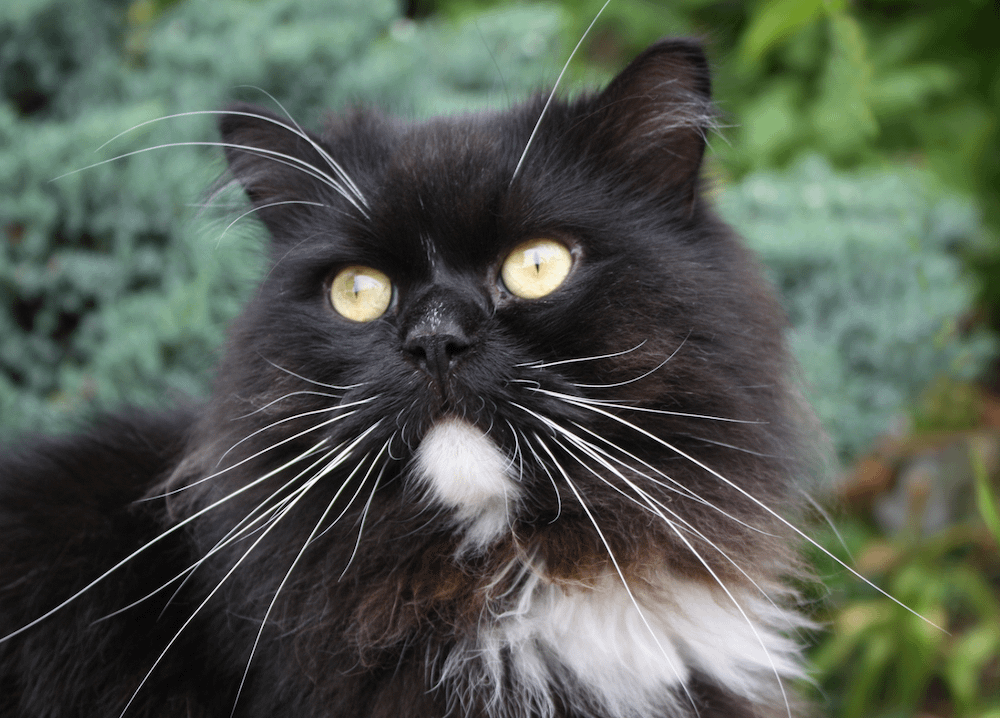 black and white Ragamuffin cat