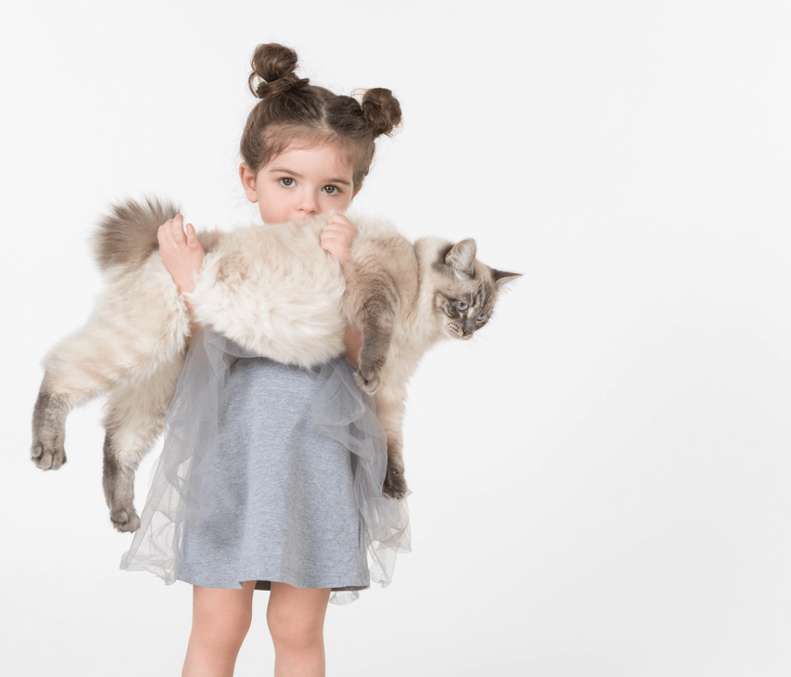 little girl holding a Ragdoll cat