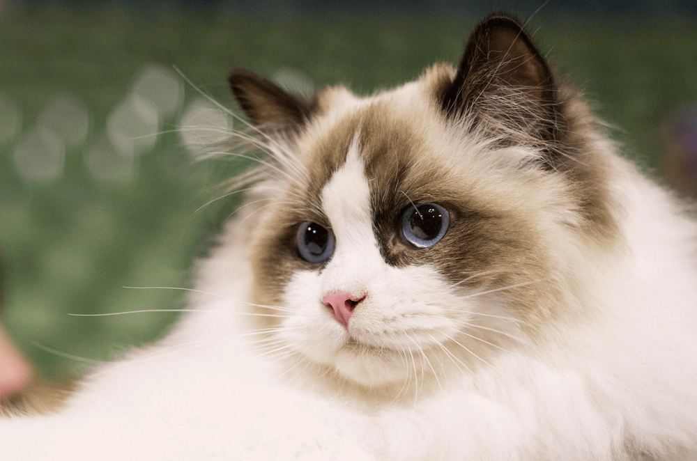 Ragdoll - most affectionate cat breeds