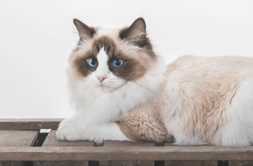 Ragdoll cat - friendliest cat breeds