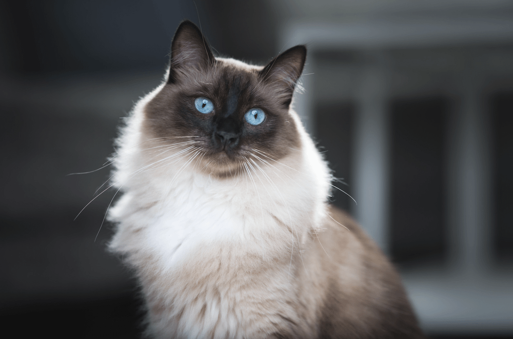 Ragdoll cat